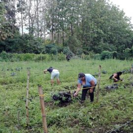 FUNDACIÓN HUMANA PUEBLO A PUEBLO Y AGROBAN implementan Invernaderos y Huertos Familiares